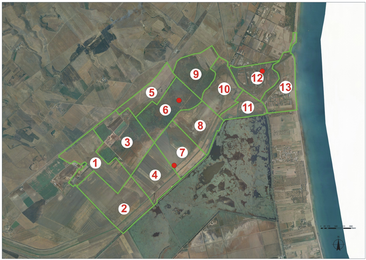 Management of grazing Italian river buffalo to preserve habitats defined by  Directive 92/43/EEC in a protected wetland area on the Mediterranean coast:  Palude Frattarolo, Apulia, Italy | Euro-Mediterranean Journal for  Environmental Integration, image size:1200x853