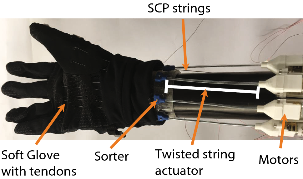 A compact, compliant, and biomimetic robotic assistive glove driven by  twisted string actuators