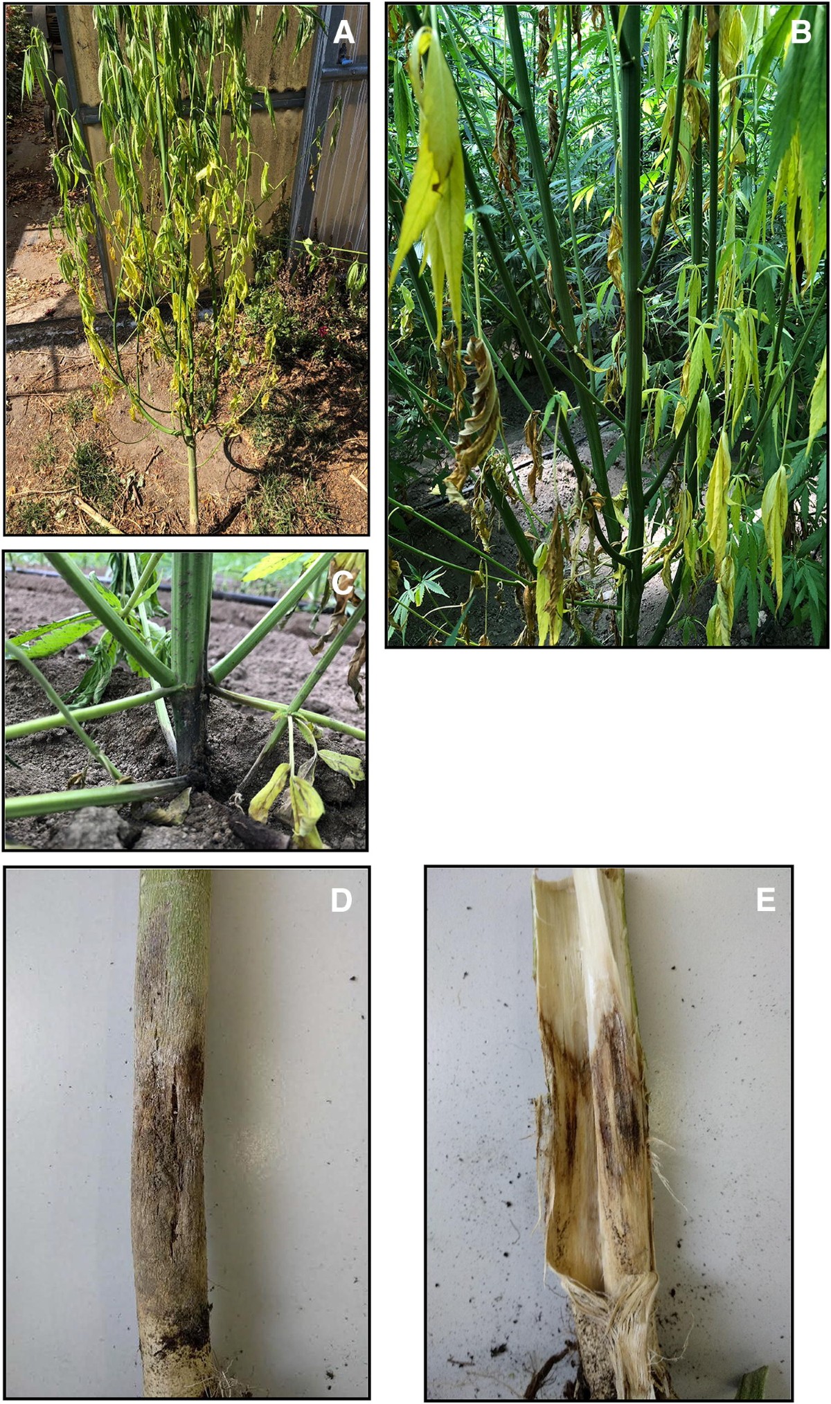 Characterization and pathogenicity of Fusarium solani causing foot rot on  hemp (Cannabis sativa L.) in Southern Italy | Journal of Plant Diseases and  Protection