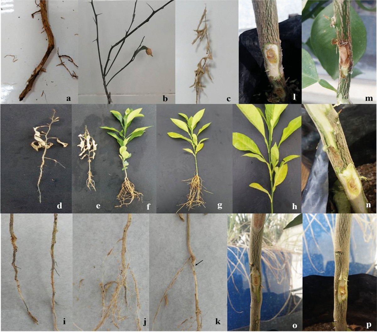 Characterization of Fusarium species causing dry root rot disease of citrus  trees in Morocco | Journal of Plant Diseases and Protection