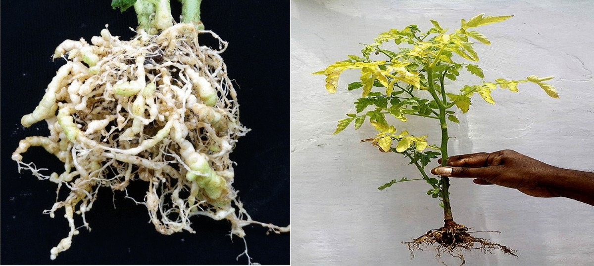 Plant growth promoting rhizobacteria (PGPR) and their role in plant-parasitic  nematodes control: a fresh look at an old issue | Journal of Plant Diseases  and Protection