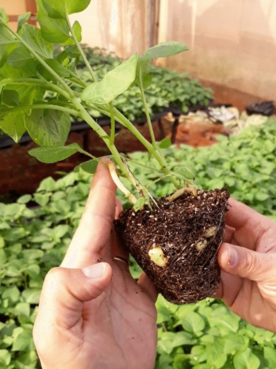 10 plantas que se pueden cultivar en agua - Mejor con Salud, image size:965x1290