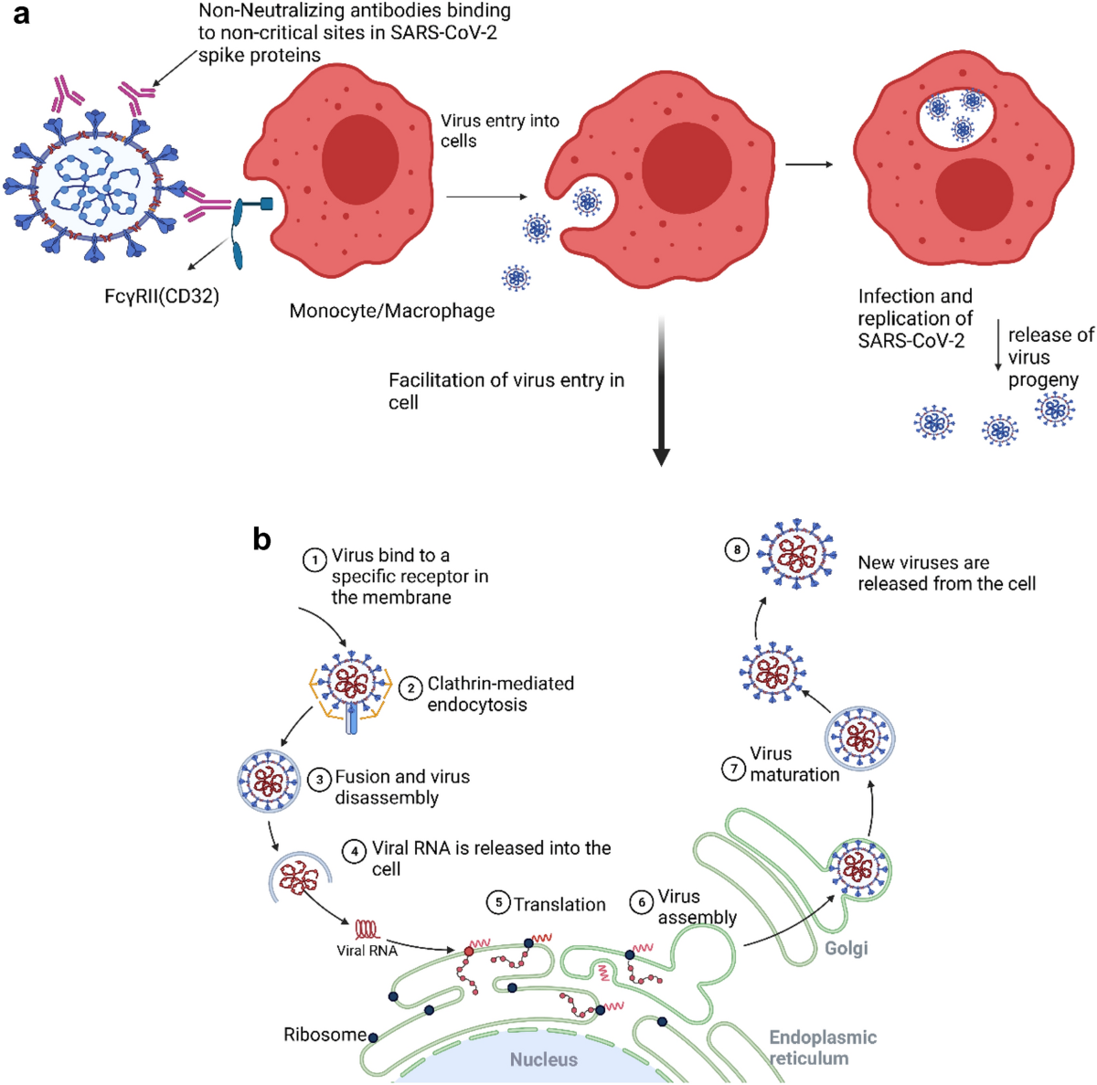 ghk-cu antibody formation neutralizing antibodies Neutralizing Antibodies and Antibody-Dependent Enhancement in COVID-19: A  Perspective | Journal of the Indian Institute of Science