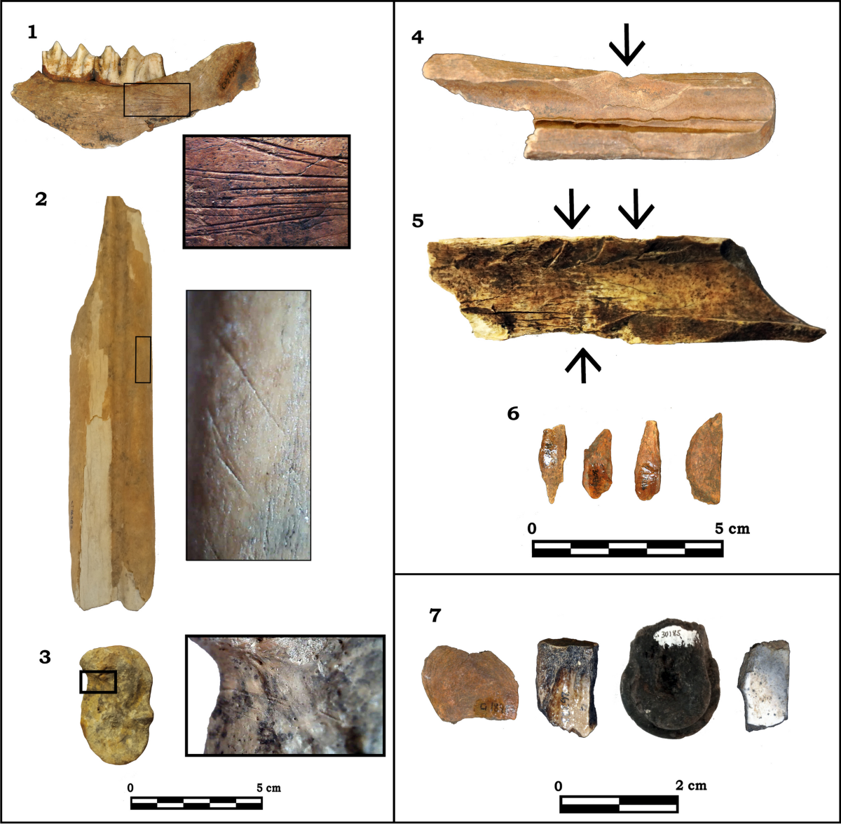 Subsistence Strategies in the Lower Magdalenian at El Cierro Cave  (Ribadesella, Asturias, Spain) | Journal of Paleolithic Archaeology |  Springer Nature Link