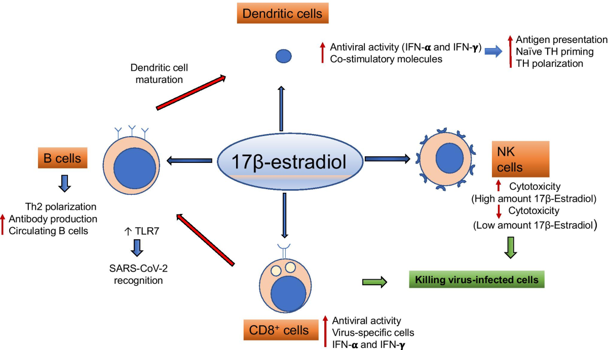 ipamorelin causing increase in estradiol CJC-1295/Ipamorelin Benefits, Side Effects, and Cost: The Complete Patient Guide What is Ipamorelin CJC 1295?