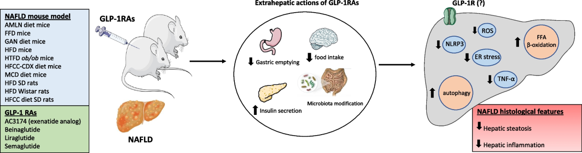 what animal does glp 1 come from Animal studies on glucagon-like peptide-1 receptor agonists and related  polyagonists in nonalcoholic fatty liver disease | Hormones