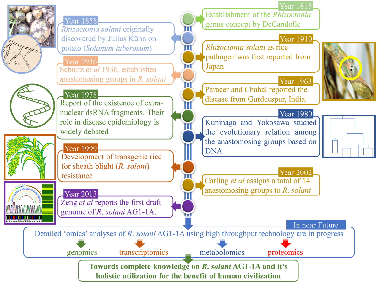 A comprehensive insight into the biology of Rhizoctonia solani AG1-IA Kühn,  the causal organism of the sheath blight disease of rice | Journal of Plant  Pathology | Springer Nature Link