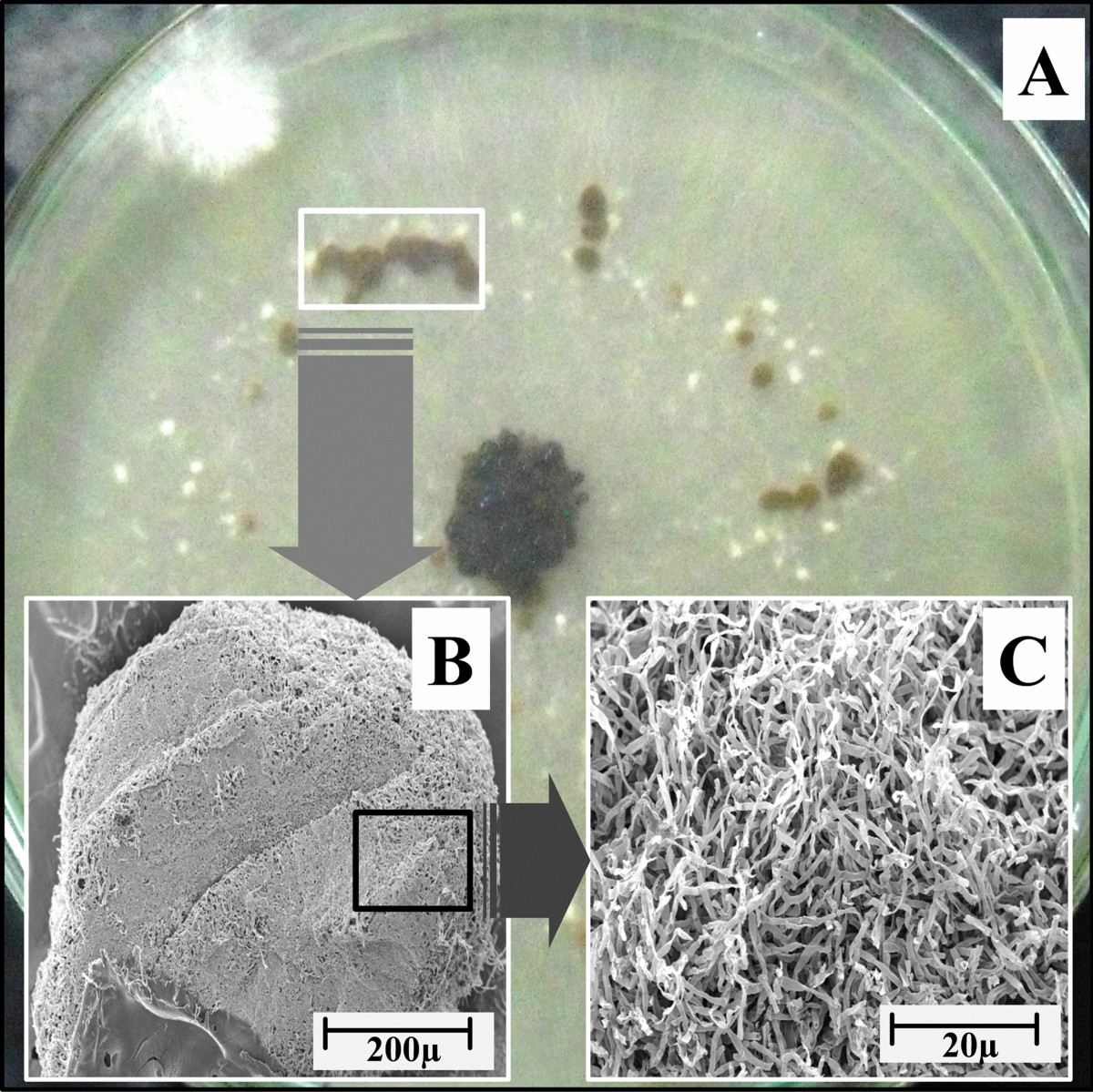 A comprehensive insight into the biology of Rhizoctonia solani AG1-IA Kühn,  the causal organism of the sheath blight disease of rice | Journal of Plant  Pathology | Springer Nature Link
