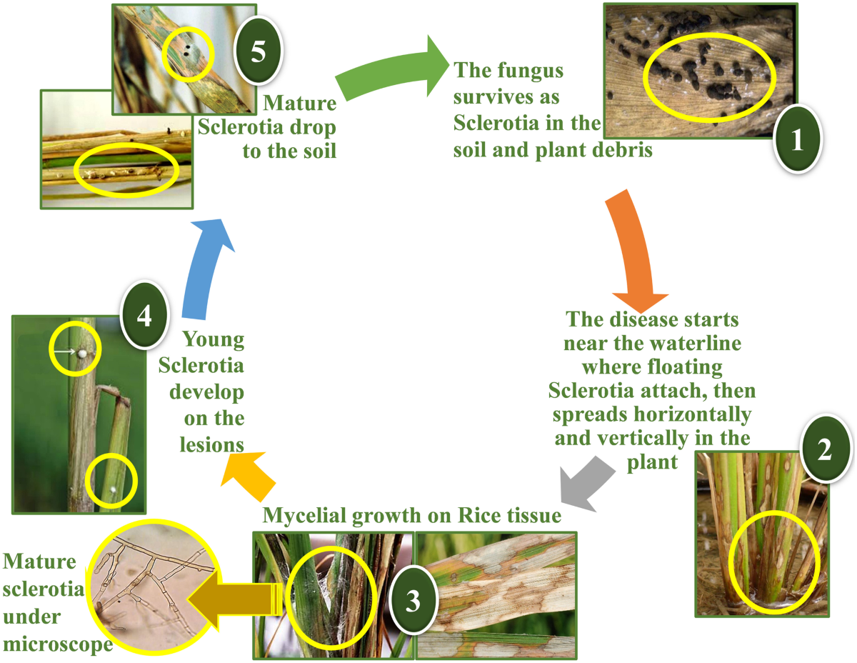 A comprehensive insight into the biology of Rhizoctonia solani AG1-IA Kühn,  the causal organism of the sheath blight disease of rice | Journal of Plant  Pathology | Springer Nature Link