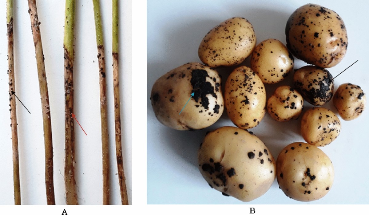 Morphological and pathological variability of Rhizoctonia solani isolates  from dhaincha-potato crop rotation and their mycelial compatibility  relationship | Indian Phytopathology | Springer Nature Link
