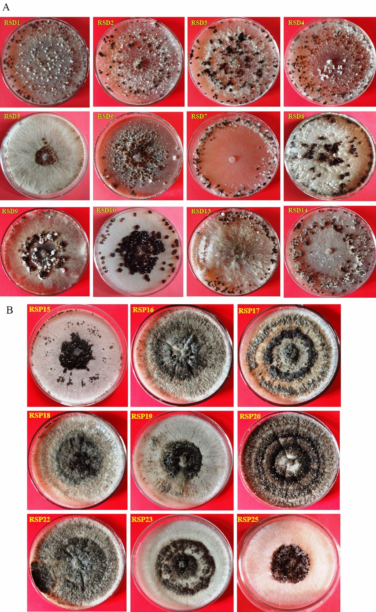 Morphological and pathological variability of Rhizoctonia solani isolates  from dhaincha-potato crop rotation and their mycelial compatibility  relationship | Indian Phytopathology | Springer Nature Link