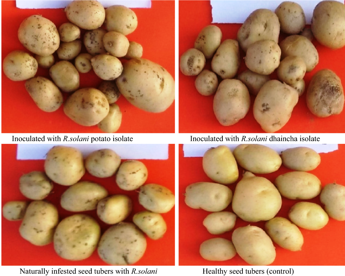 Morphological and pathological variability of Rhizoctonia solani isolates  from dhaincha-potato crop rotation and their mycelial compatibility  relationship | Indian Phytopathology | Springer Nature Link