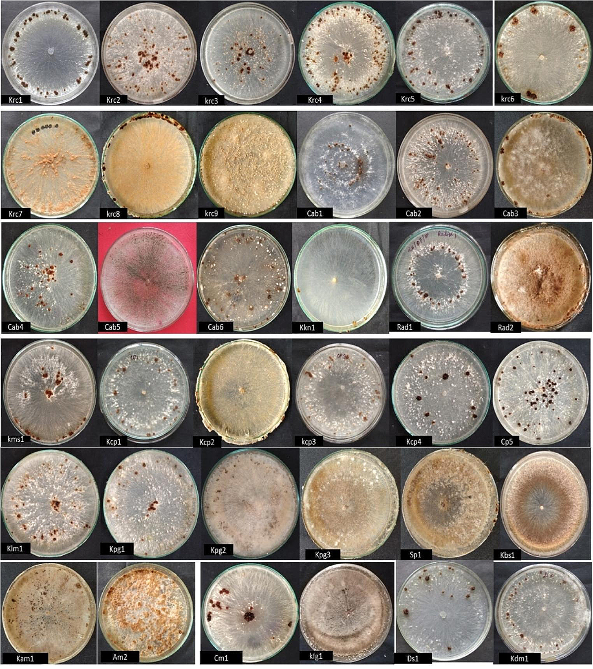 Morpho-cultural and molecular variability in Rhizoctonia solani isolates  from rice-vegetable cropping alluvial zone of West Bengal | Indian  Phytopathology | Springer Nature Link