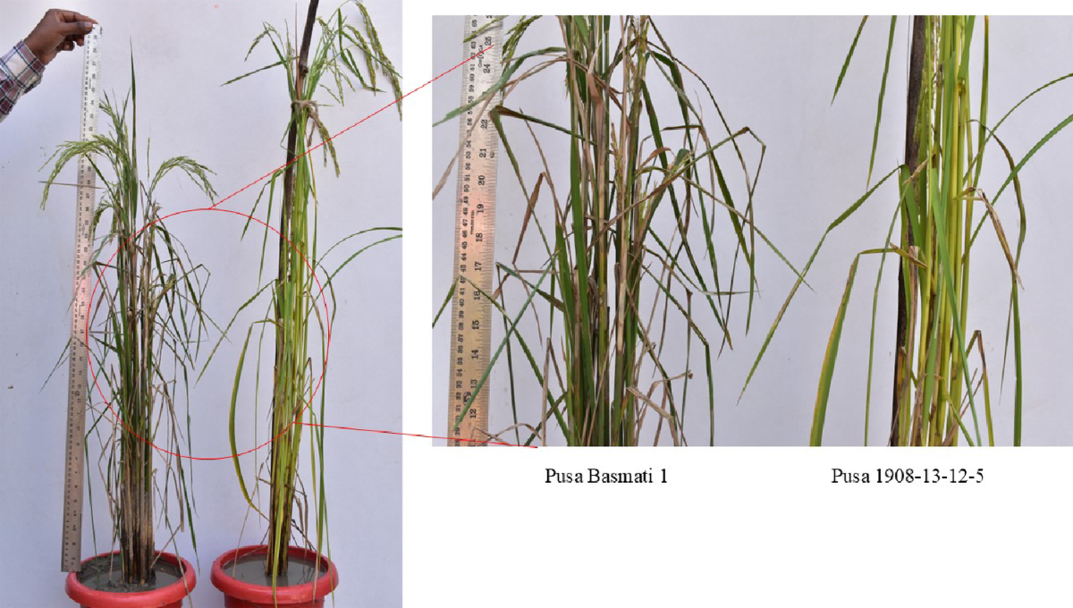 Biochemical characterization of rice recombinant inbred lines for  resistance against Rhizoctonia solani | Indian Phytopathology | Springer  Nature Link