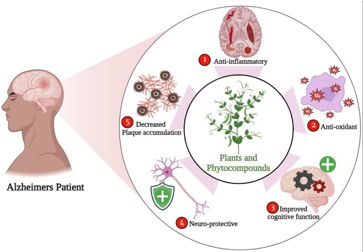 Some promising medicinal plants used in Alzheimer's disease: an ethnopharmacological perspective | Discover Applied Sciences