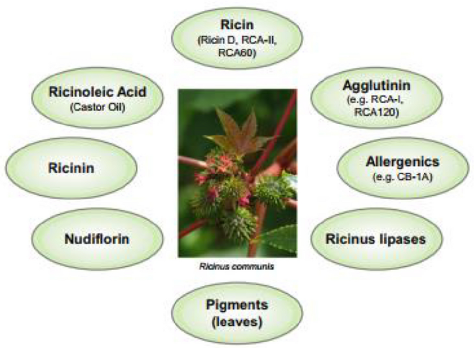 A phytochemical and pharmacological review of Ricinus communis L. |  Discover Applied Sciences | Springer Nature Link