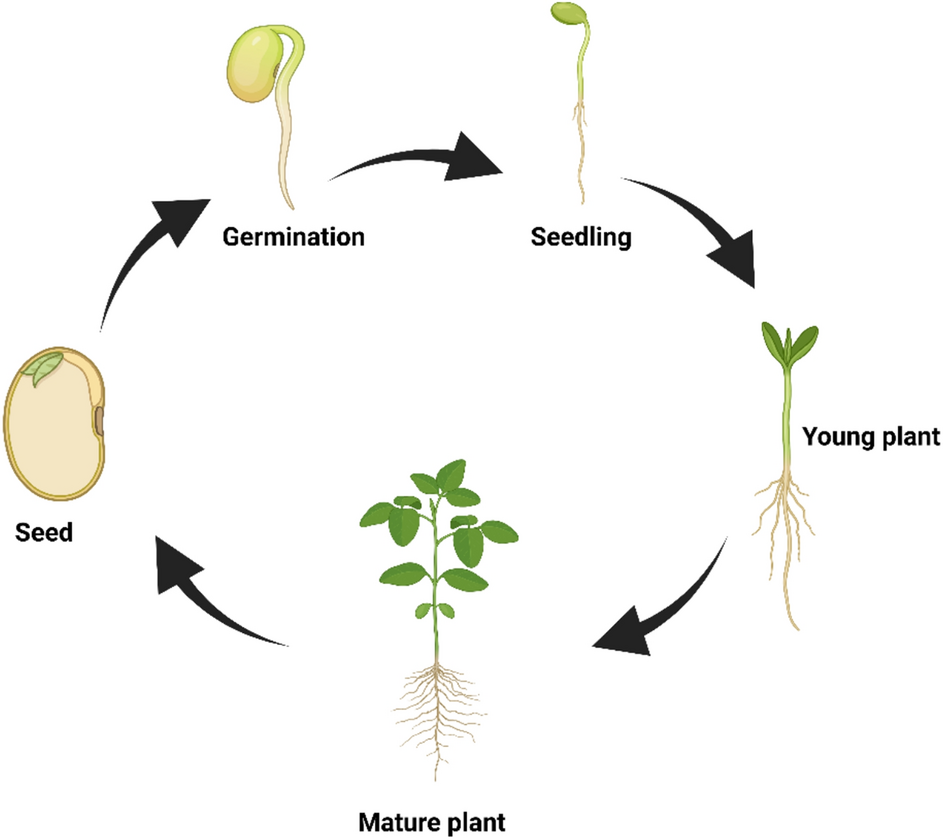 Advanced techniques for seed quality assessment and germination monitoring  | Discover Applied Sciences | Springer Nature Link