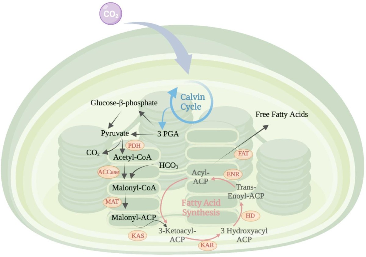 Stress-induced enhancement of microalgal biochemical composition for  sustainable biorefineries | Discover Applied Sciences | Springer Nature Link
