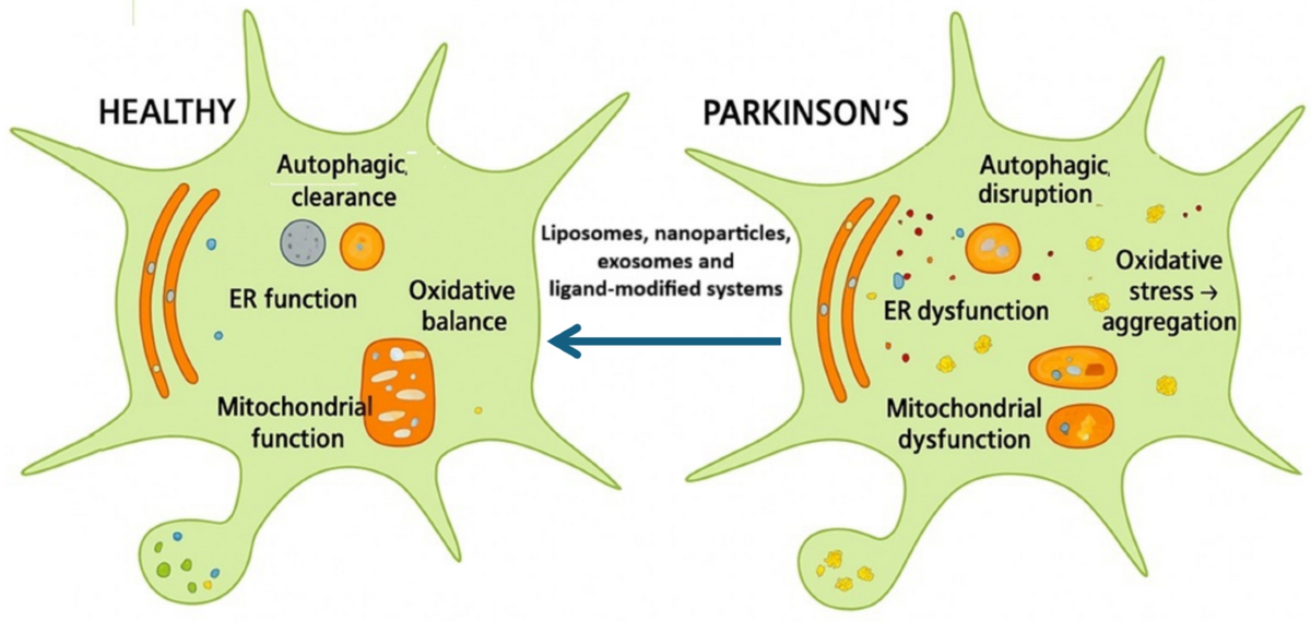 liposomal glutathione and parkinson's disease Nanocarrier enabled Immuno responsive therapeutic platforms for targeted drug delivery and modification in disease | Discover Applied Sciences Skin whitening and brightening Serum & Ampoule Size:50 µg