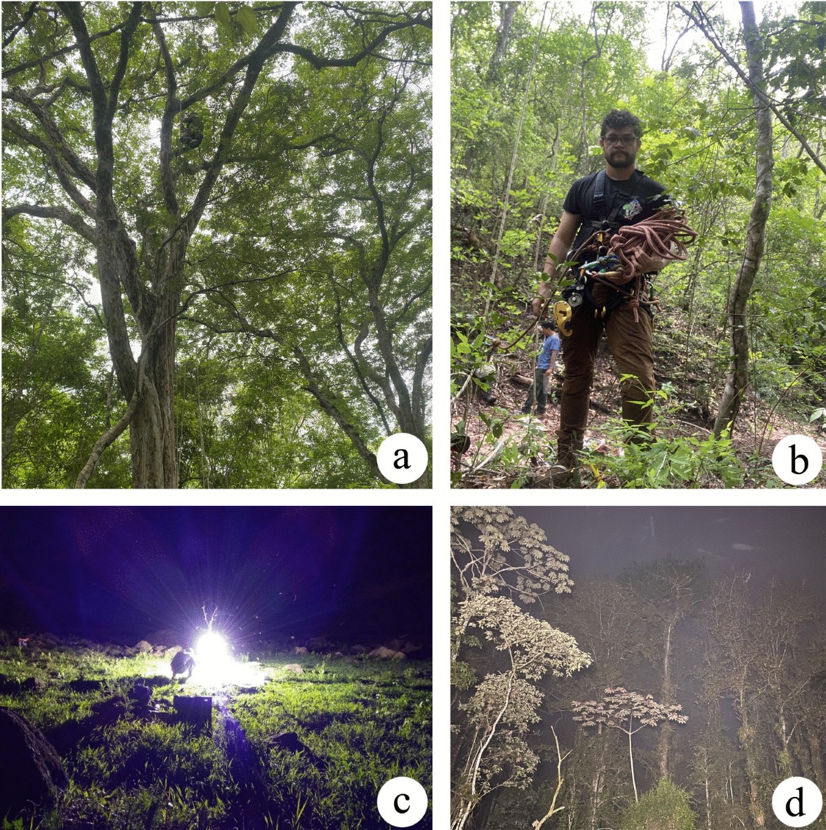 New canopy Central American leafhopper records from Costa Rica (Hemiptera:  Cicadellidae: Deltocephalinae), with notes on morphology and range  expansion | International Journal of Tropical Insect Science | Springer  Nature Link