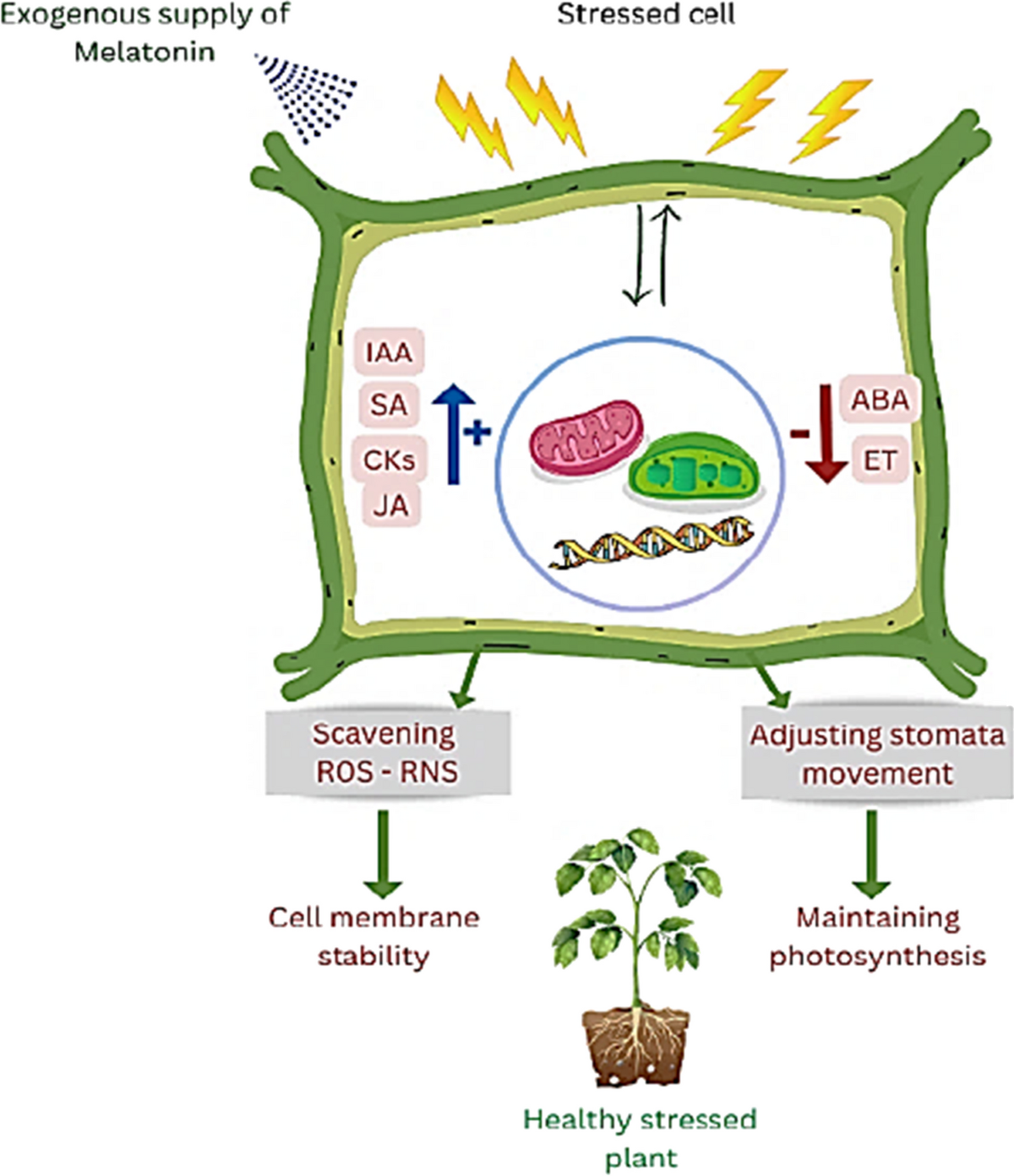 Melatonin as a Key Factor for Regulating and Relieving Abiotic Stresses in  Harmony with Phytohormones in Horticultural Plants  a Review | Journal of  Soil Science and Plant Nutrition | Springer Nature Link