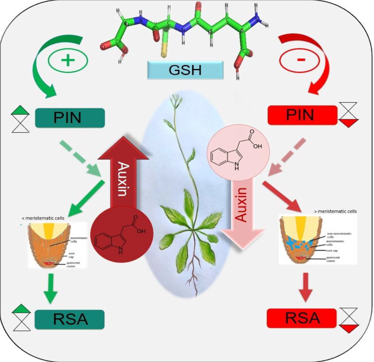 glutathione homeostasis Glutathione Dosage Per Day: The Ideal Amount main image 0