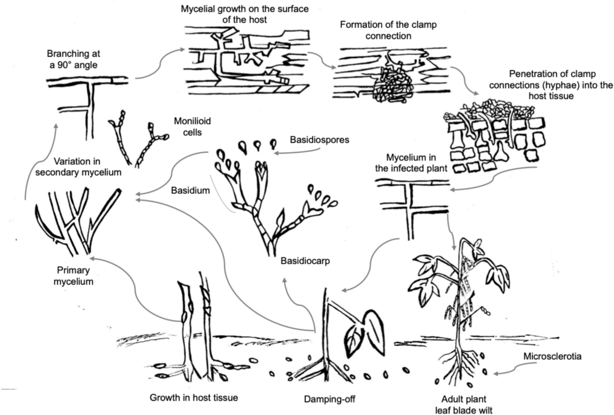 Perspectives on plant nutrition and soil fertility in rhizoctonia  management in soybean | Journal of Soil Science and Plant Nutrition