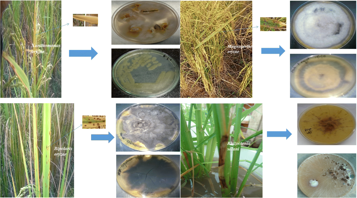 Efficacy of bioinoculants to control of bacterial and fungal diseases of  rice (Oryza sativa L.) in northwestern Himalaya | Brazilian Journal of  Microbiology
