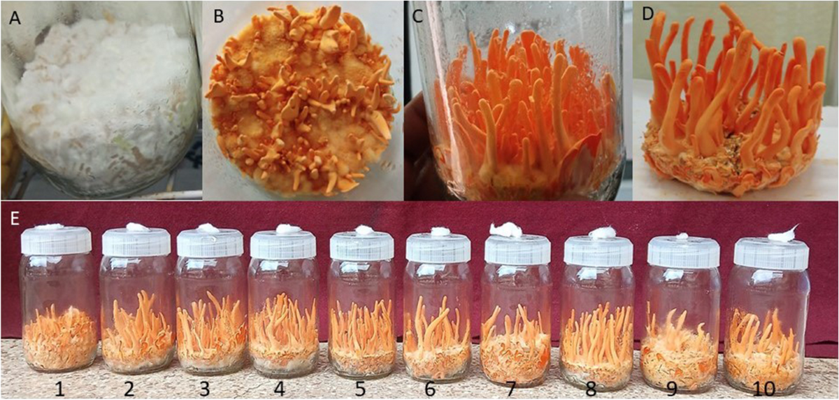 Cordyceps Militaris Home Cultivation: Rice Substrate Method Explained