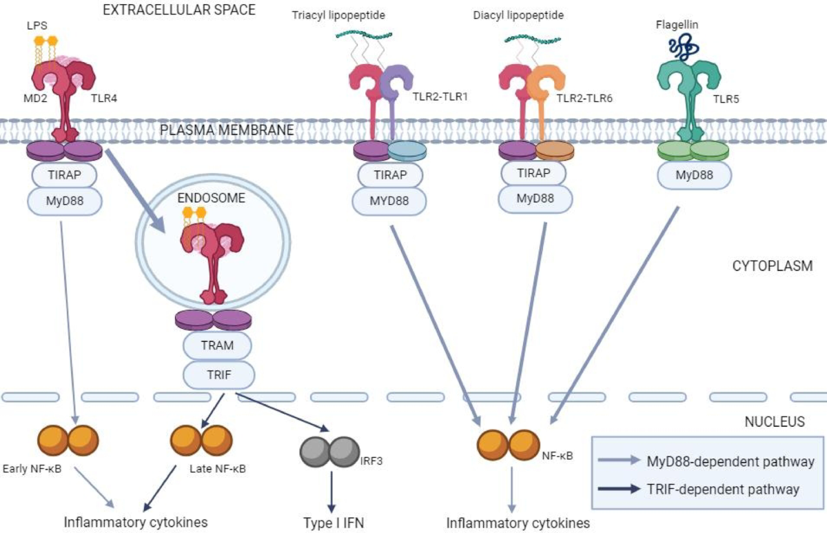Sex hormones and gender differences in immune responses and anticancer  immunity: a comprehensive review | Biologia Futura | Springer Nature Link