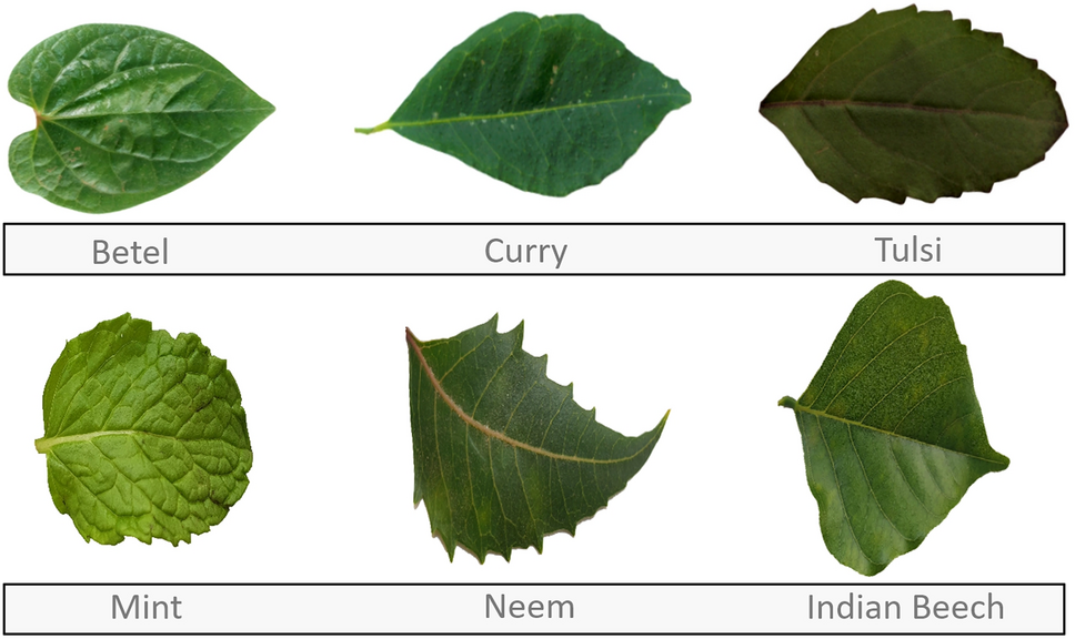 Medicinal Plant Identification in Real-Time Using Deep Learning Model | SN  Computer Science