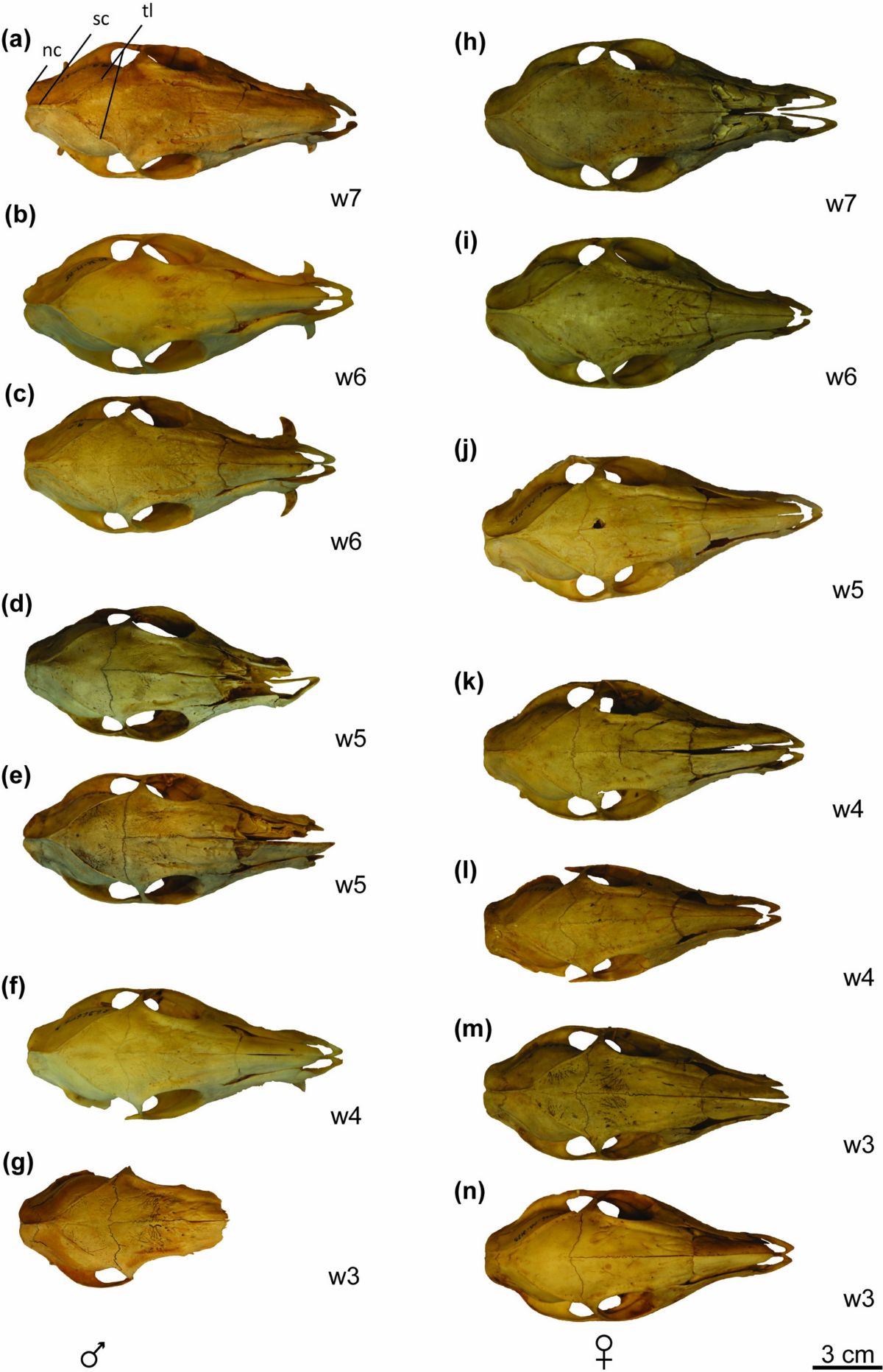 Siberian Mouse Hd Blowjob 