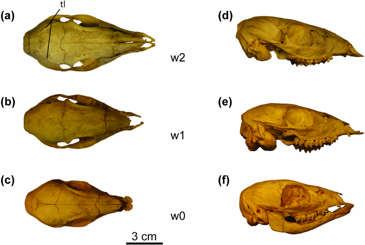 Siberian Mouse Hd Blowjob Prof. Dr. Martin von Bergen - Helmholtz-Centre for Environmental Research