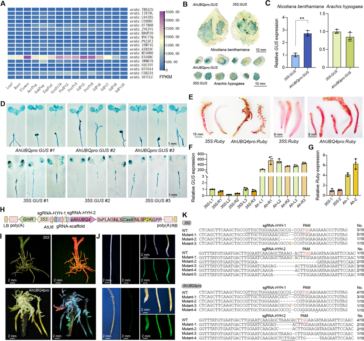 The peanut Ubiquitin4 promoter drives stable gene overexpression and  efficient multiplex CRISPR/Cas9 gene editing in peanut | aBIOTECH