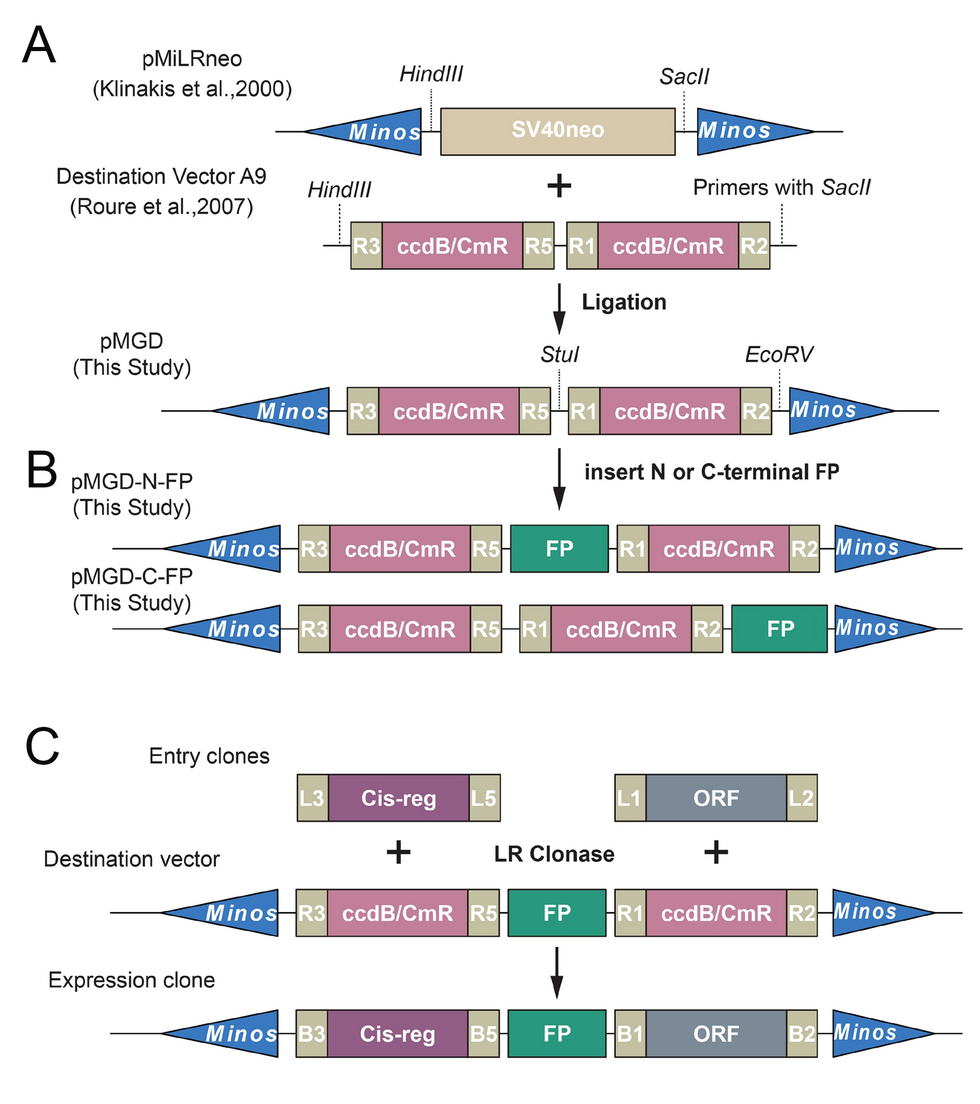 Development of cell labeling and gene editing tools in urochordate Ciona |  Marine Life Science & Technology | Springer Nature Link