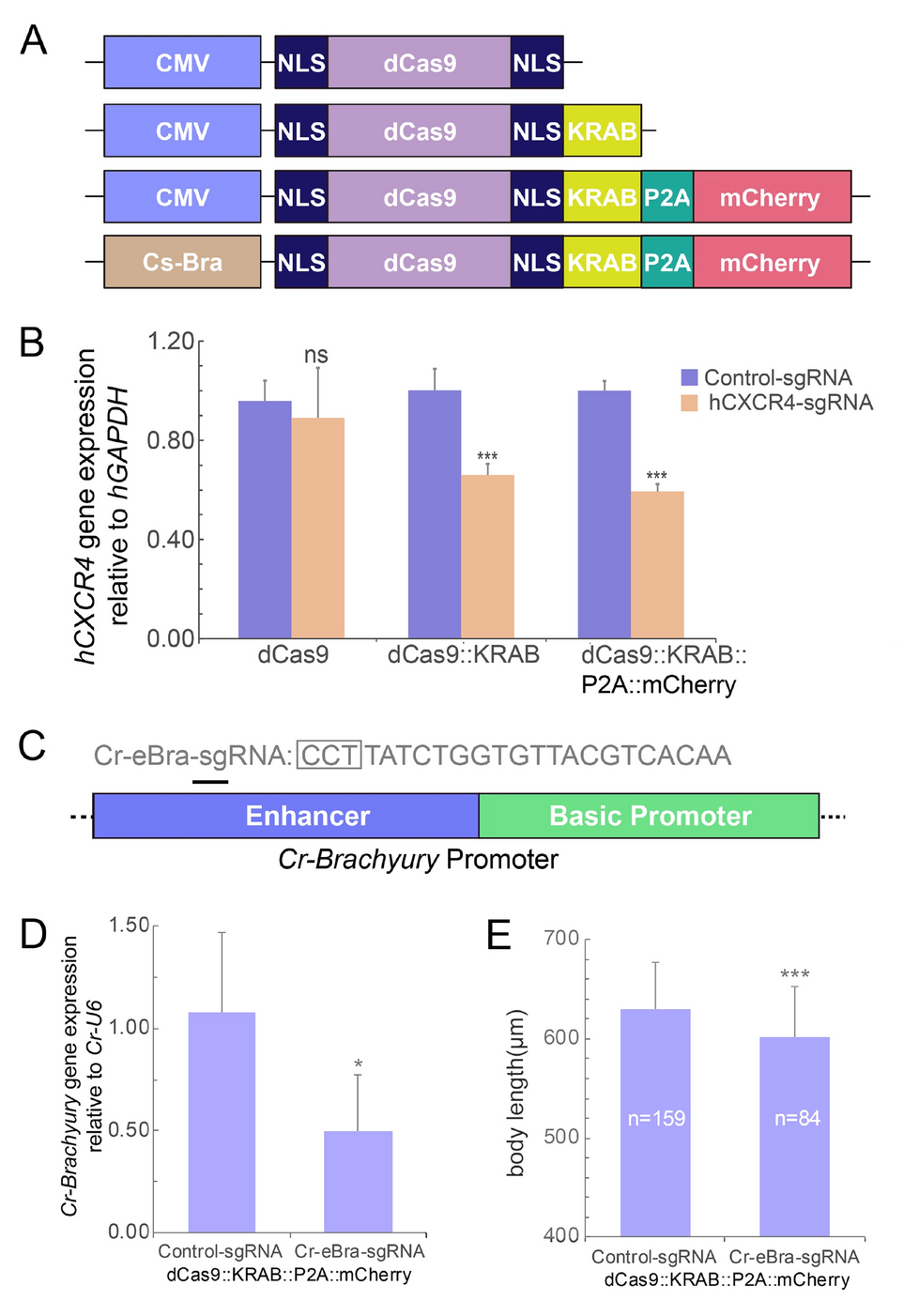 Development of cell labeling and gene editing tools in urochordate Ciona |  Marine Life Science & Technology | Springer Nature Link