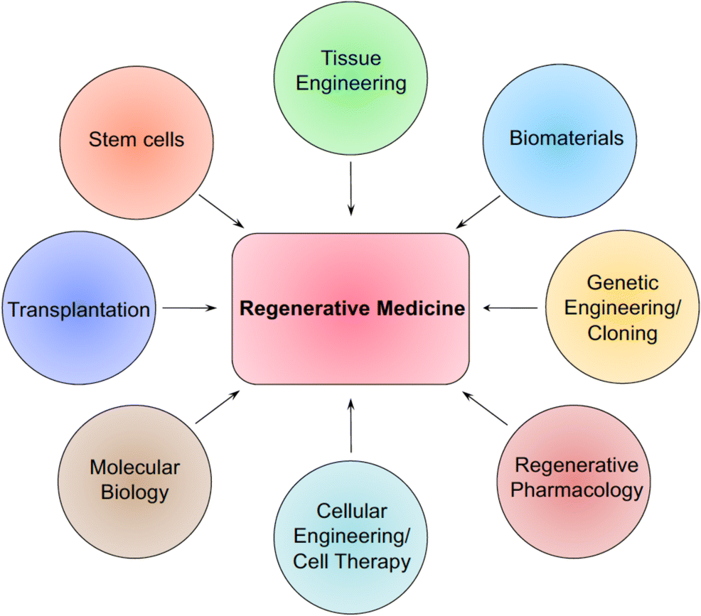 Regenerative Medicine Approaches in Bioengineering Female Reproductive  Tissues | Reproductive Sciences