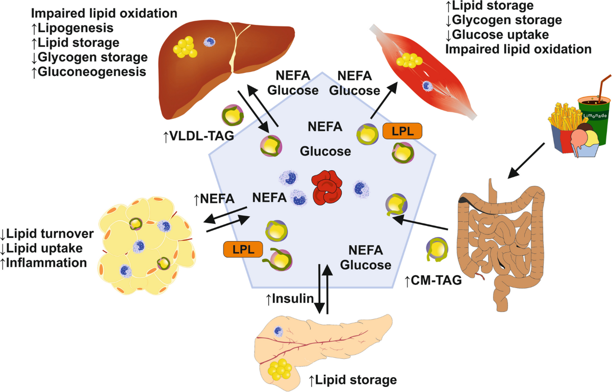 Cellular and Molecular Mechanisms of Insulin Resistance   Current ...