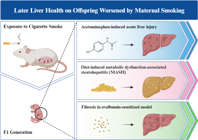 Maternal smoking and its short- or long-term impact on offspring liver  pathologies: a review of experimental and clinical studies | Toxicological  Research