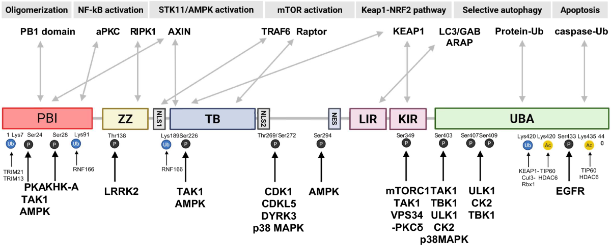 kb glutathione fda approved The oncogenic signalosome: SQSTM1/p62 as a master integrator of signaling, metabolism, and autophagy in cancer | Toxicological Research LOLA Cloud 9 lemon plus Usage Period:180 days