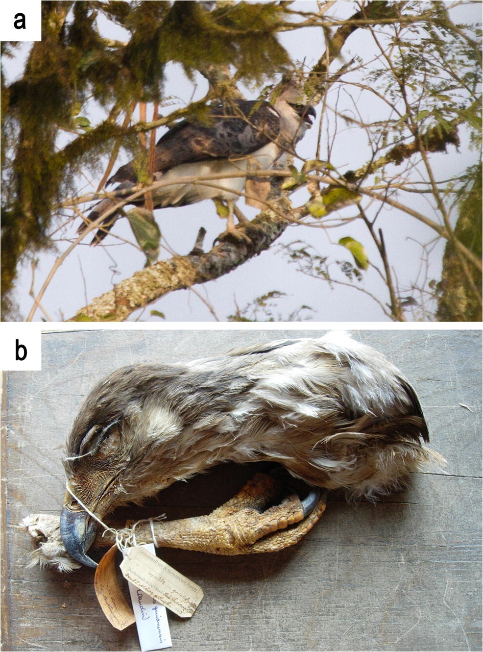 The rediscovery of the Crested Eagle (Morphnus guianensis) in Rio Grande do  Sul state, Brazil | Ornithology Research