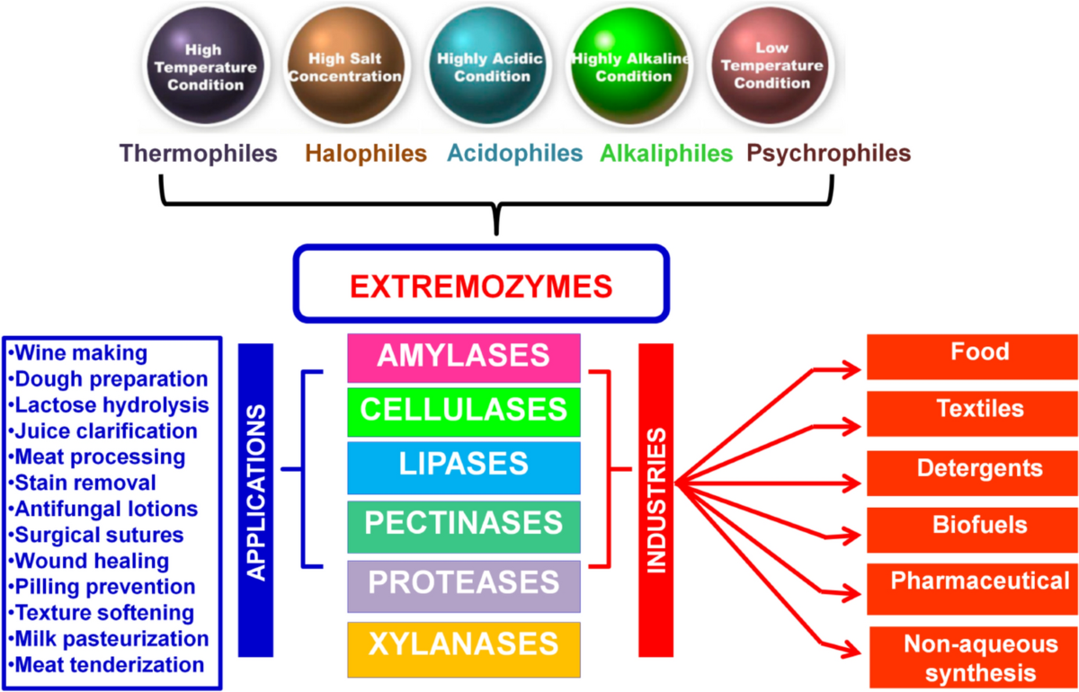 Extremozymes: unlocking potential of extreme environments for sustainable  biotechnology | Systems Microbiology and Biomanufacturing | Springer Nature  Link