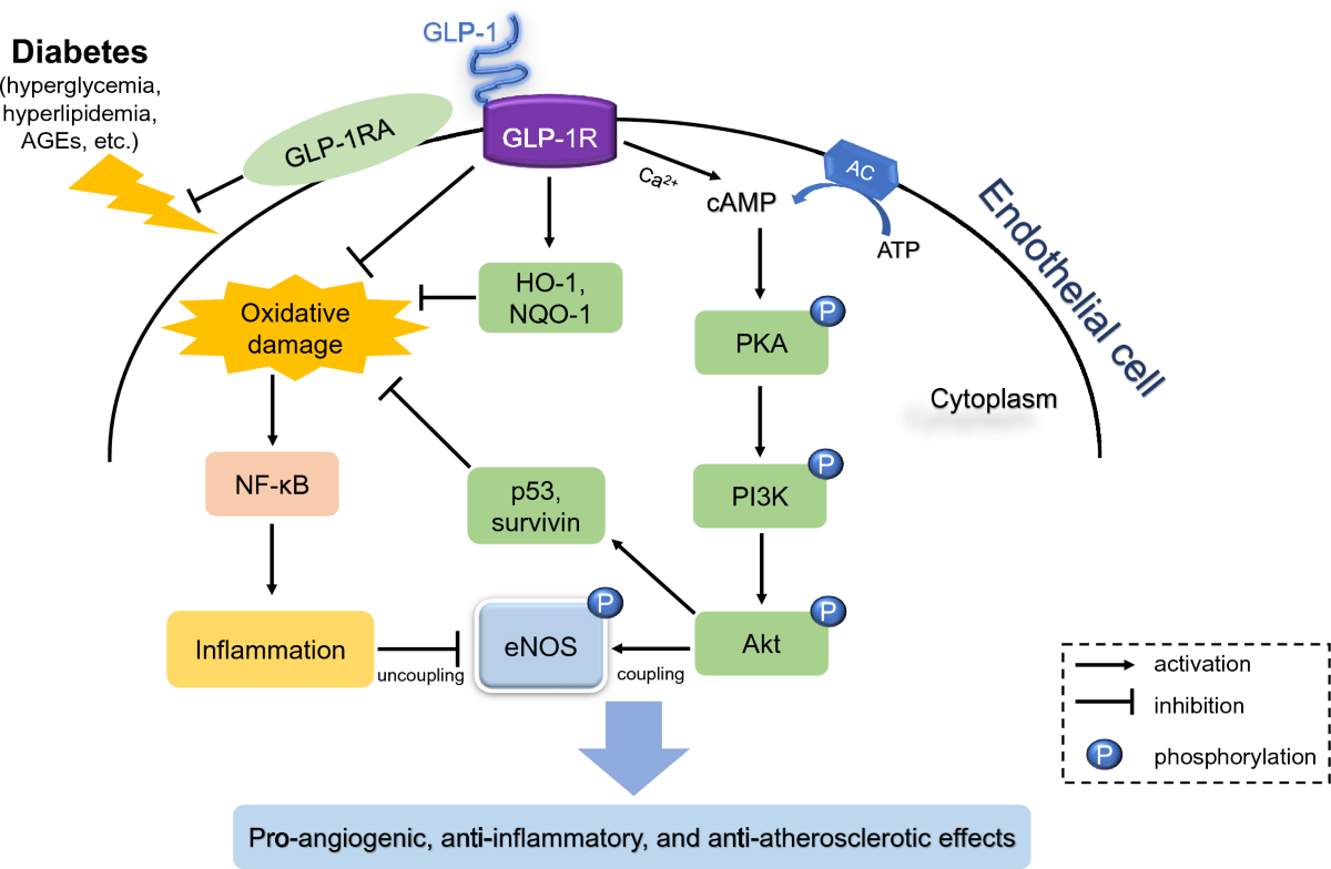 glp 1 ampk The role of glucagon-like peptide-1/GLP-1R and autophagy in diabetic  cardiovascular disease | Pharmacological Reports