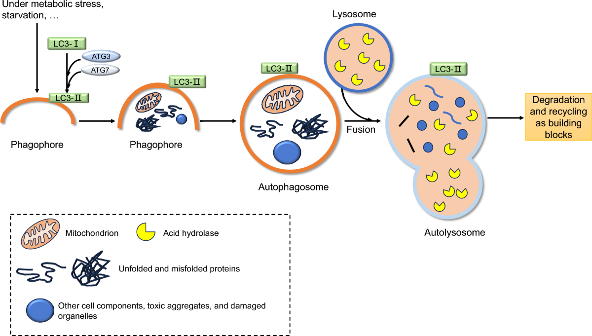 The role of glucagon-like peptide-1/GLP-1R and autophagy in diabetic  cardiovascular disease | Pharmacological Reports