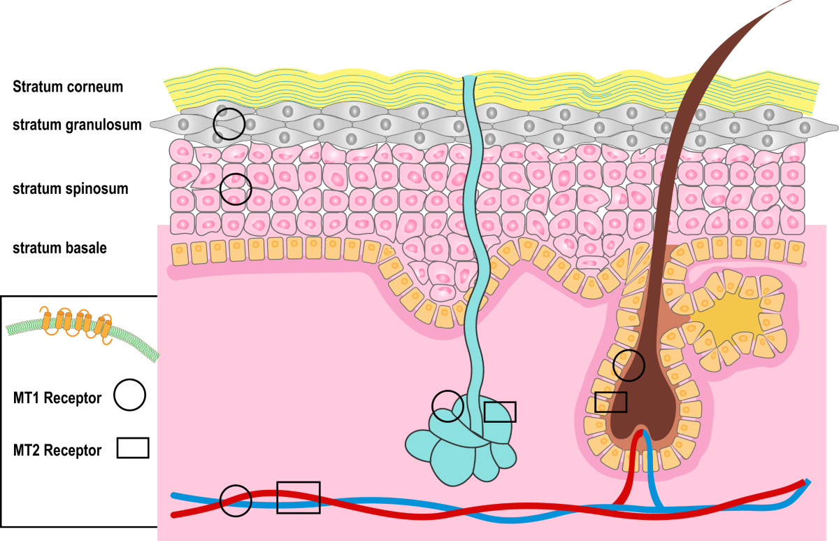 Exploring melatonin's signalling pathways in the protection against age-related skin deterioration | Pharmacological Reports