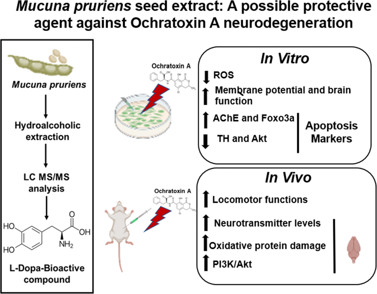 does mucuna deplete glutathione pruriens Seed Extract: a Possible Protective Agent Against Ochratoxin A Neurodegeneration | Revista Brasileira de Farmacognosia GHK-Cu serum