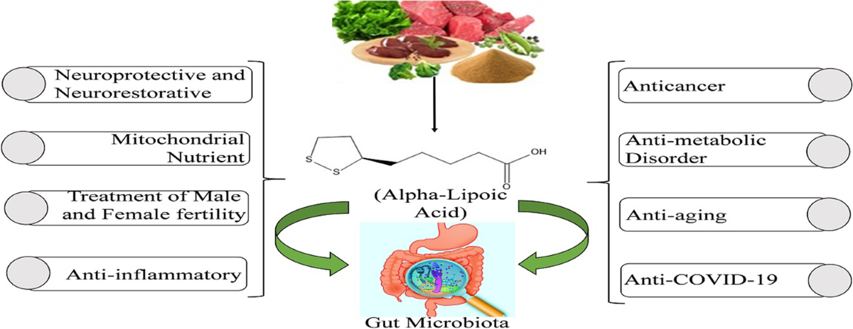 Molecular and Therapeutic Insights of Alpha-Lipoic Acid as a Potential Molecule for Disease Prevention | Revista Brasileira de Farmacognosia