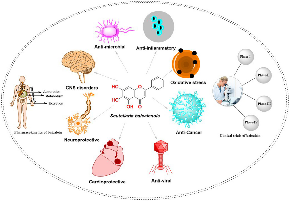 Applications In Clinical Medicine of Baicalein Applications In Clinical Medicine of Baicalein