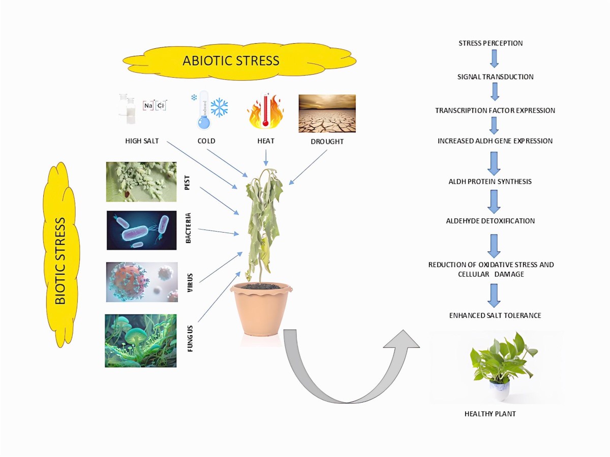 nac glutathione acetaldehyde detox The role of aldehyde dehydrogenases (ALDH) gene families in response to biotic and abiotic stress in plants | Proceedings of the Indian National Science Academy Combination of Cysteine and Glutathione