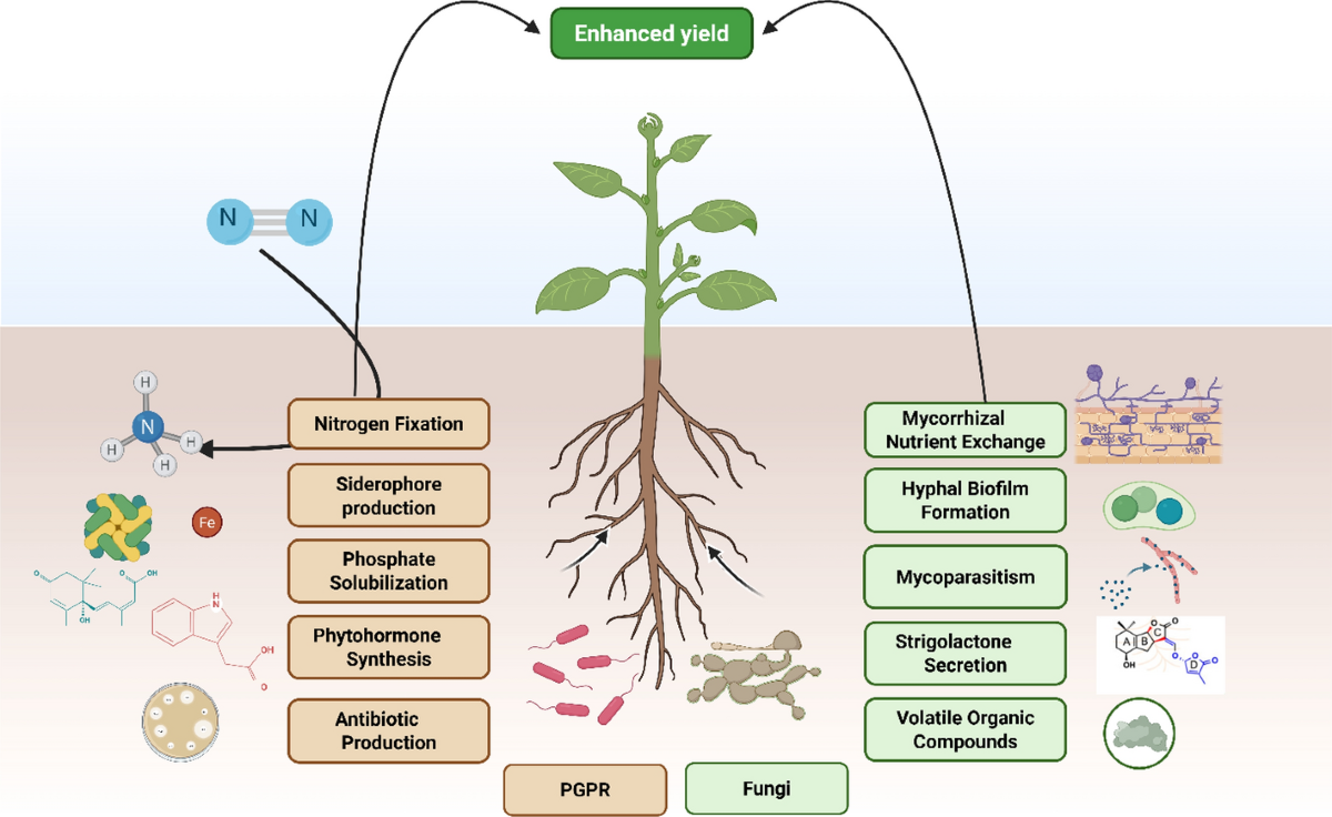 Mechanisms of bacterial and fungal mediation in plant health and their  ecological and agricultural significance | Discover Sustainability |  Springer Nature Link